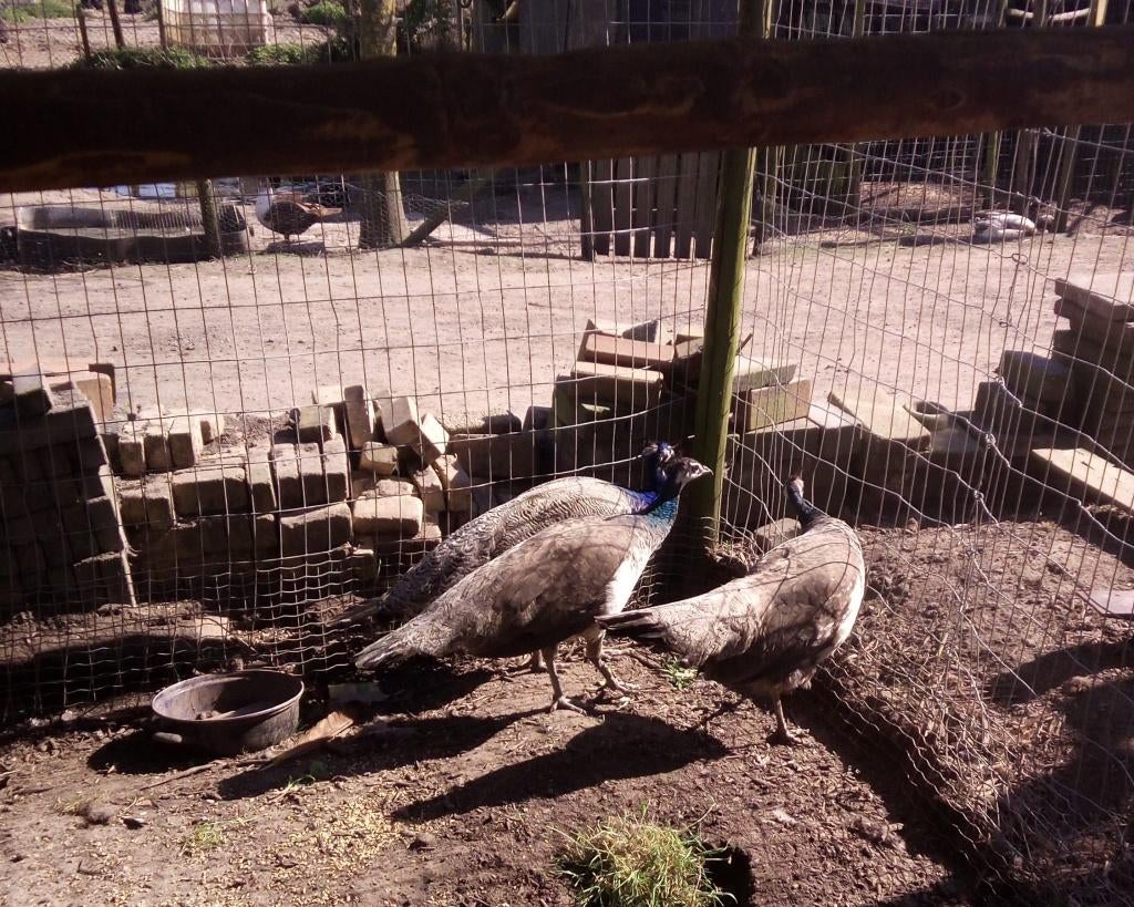 Jonge Pauwen, Meerdere dieren, Overige soorten