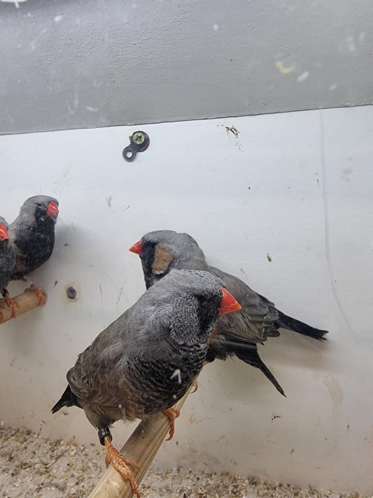 Te koop mannen Charcoal grijs, Mannelijk