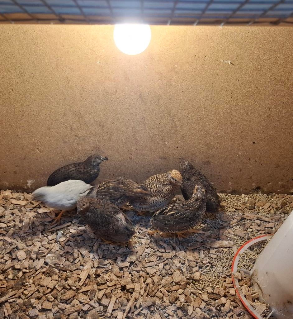 Chinese dwergkwartels, Meerdere dieren