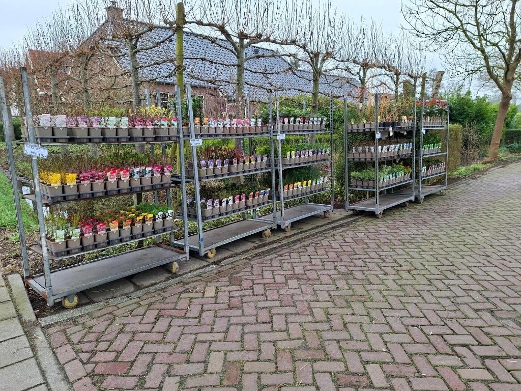 Roansplantenkraam is weer geopend!, Ophalen, Overige soorten, Volle zon