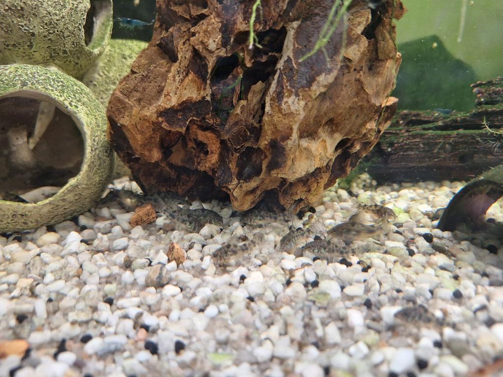 Corydoras paleatus (gevlekte pantsermeerval), Vis