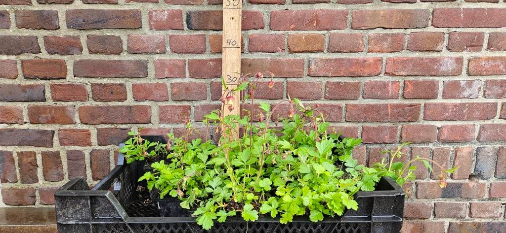 Geum rivale knikkend nagelkruid bodembedekker, Tuin en Terras, Planten | Tuinplanten, Ophalen, Bodembedekkers, Halfschaduw