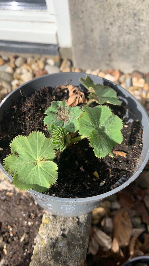 Vrouwenmantel, bramen, vetplanten en hosta te koop, Tuin en Terras, Ophalen, Overige soorten, Halfschaduw