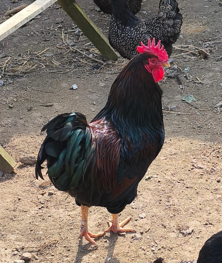 Gezocht Barnevelder of New Hampshare hanen groot., Dieren en Toebehoren, Meerdere dieren, Kip