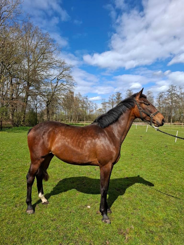 1 en 2 jarige merrie te koop, Merrie, Met stamboom, Dressuurpaard, 0 tot 2 jaar