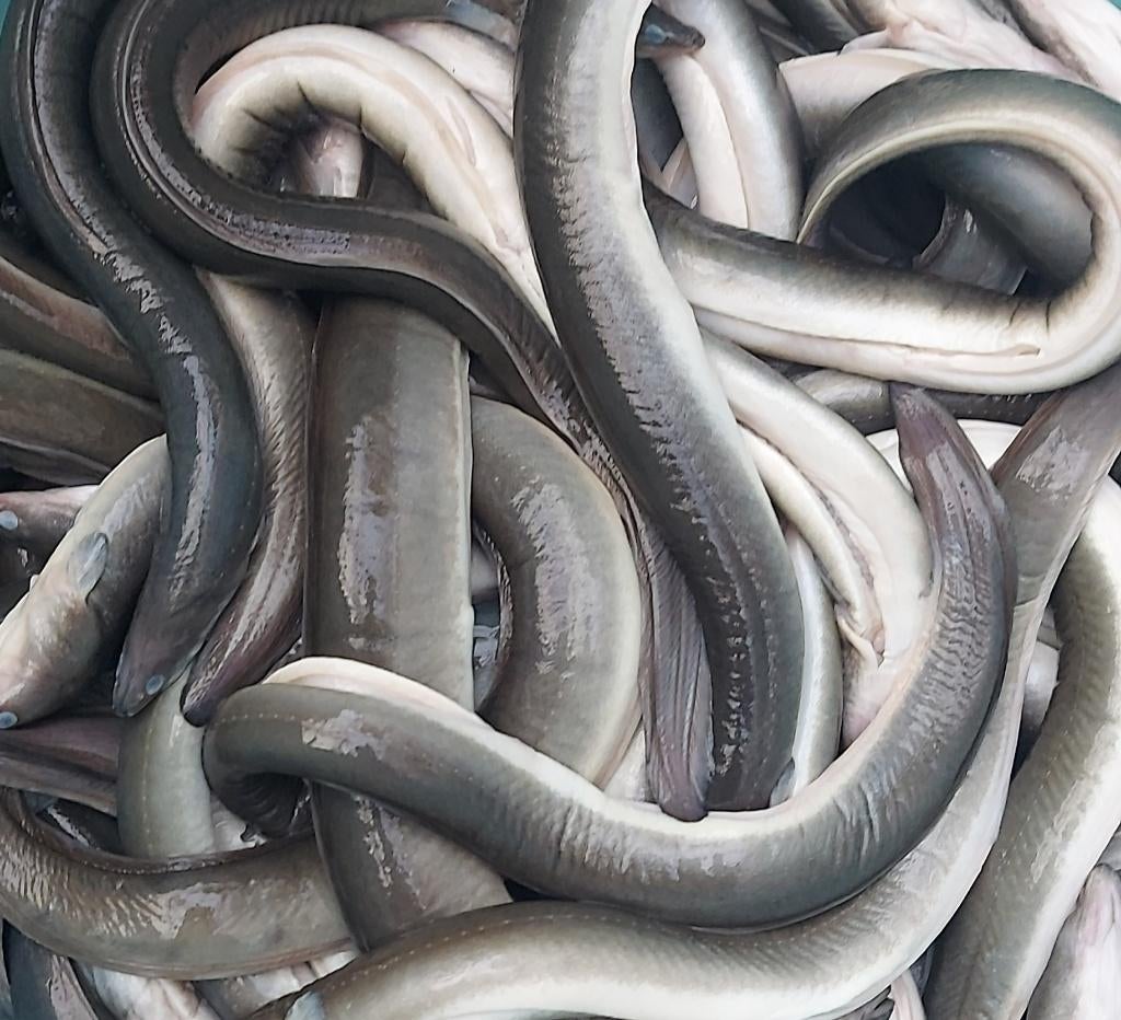 Paling om zelf te roken, Ophalen