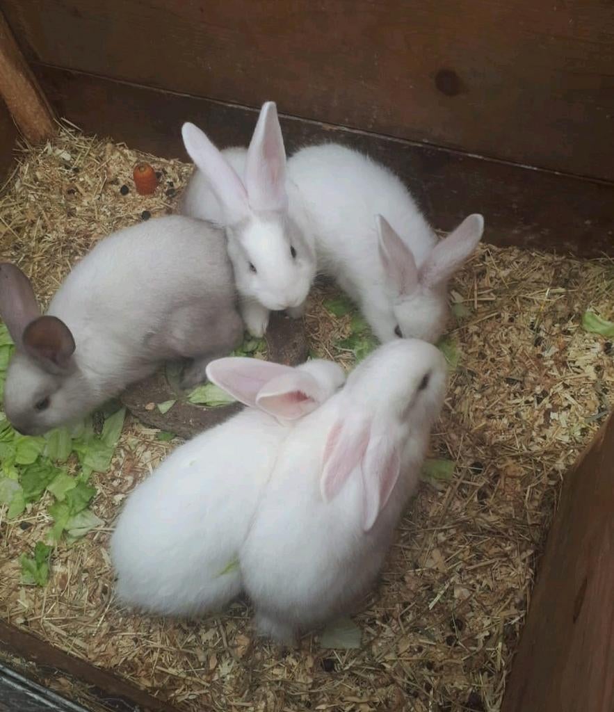 Diverse konijnen te koop ook minilops, Dieren en Toebehoren, Konijnen, Meerdere dieren, Klein, Hangoor, 0 tot 2 jaar