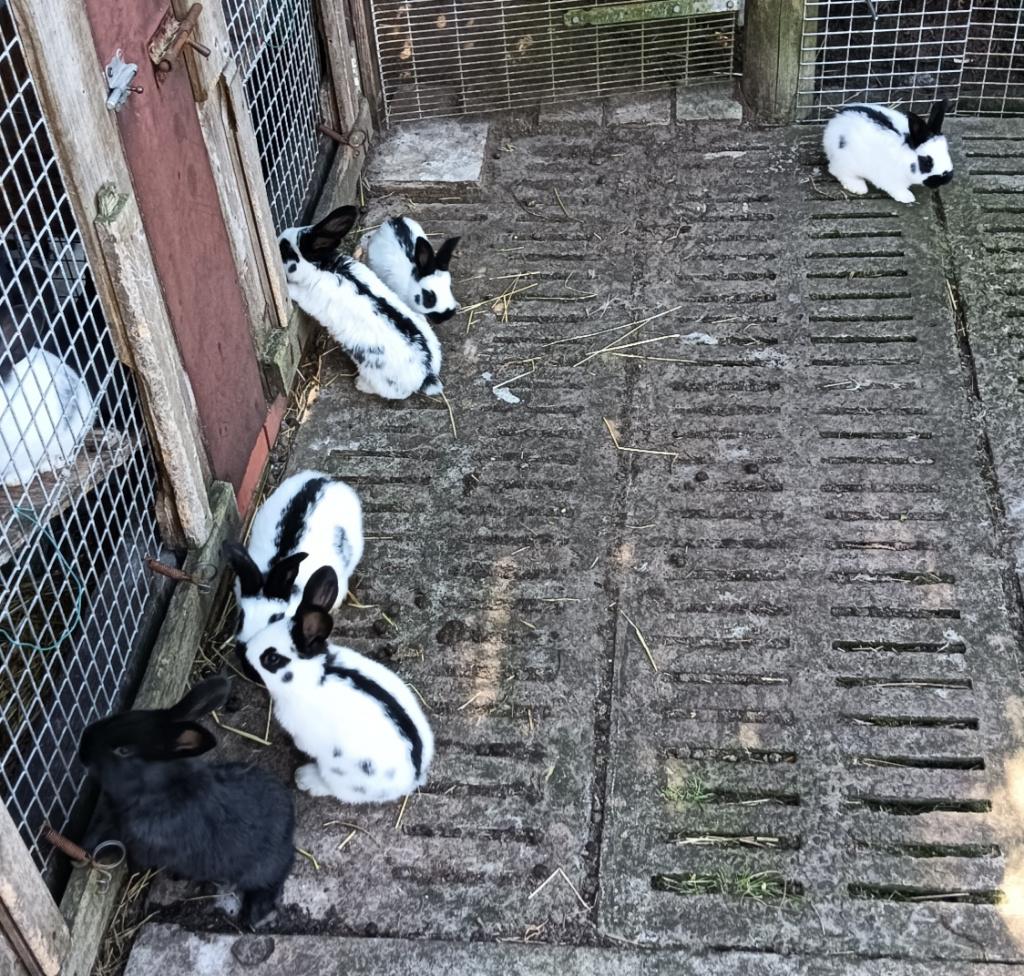 Nest reuze vlinder Lotharinger konijnen, Dieren en Toebehoren, Konijnen, Meerdere dieren, Groot, 0 tot 2 jaar