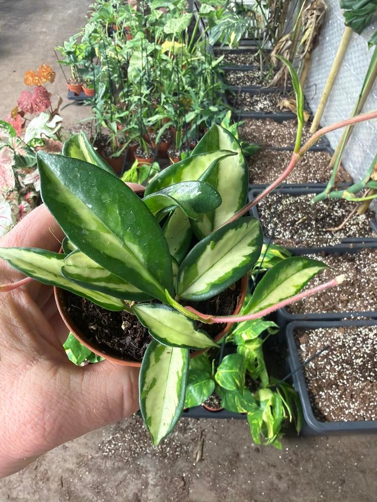 Hoya Carnosa Tricolor - 9cm pot - Prachtige wasbloem, Huis en Inrichting, Kamerplanten, Overige soorten, In pot, Minder dan 100 cm