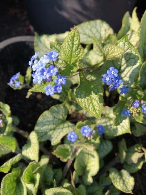 Vergeetmijniet, vinca minor en silene tuinplant in grote kui, Vaste plant, Halfschaduw, Lente, Ophalen