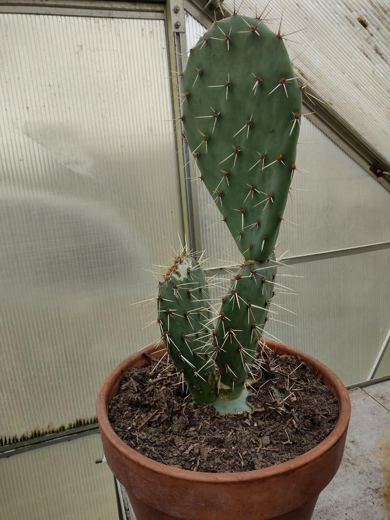 Opuntia cactus, Huis en Inrichting, Kamerplanten, Ophalen of Verzenden, Cactus, Volle zon, Minder dan 100 cm