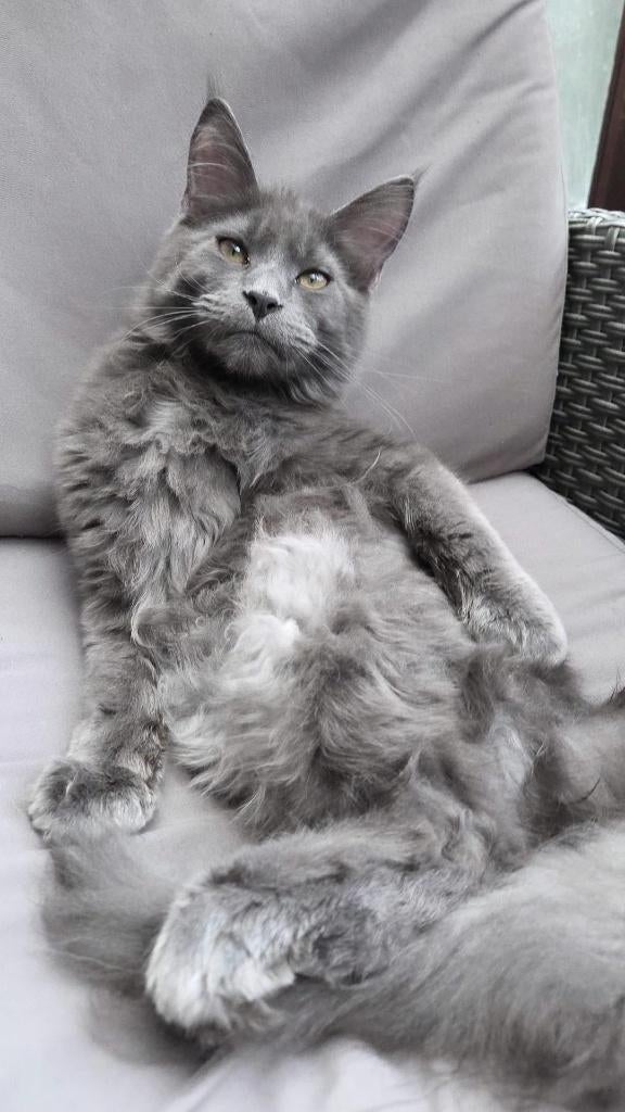 Maine coon kater +-8maand blue smoke, Kater, Met stamboom, 0 tot 2 jaar