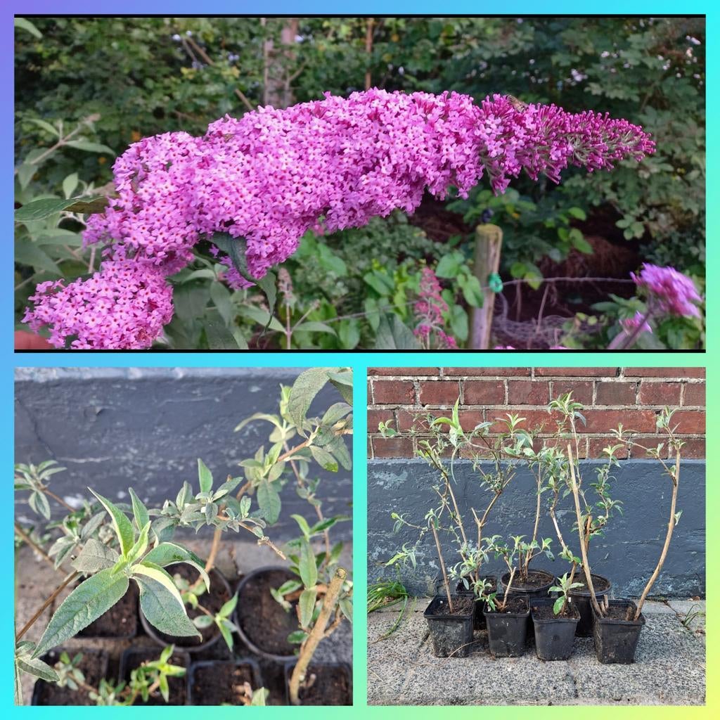 Vlinderstruik - Buddleja davidii - trekt vlinders aan, Volle zon, Vaste plant, Zomer, Ophalen