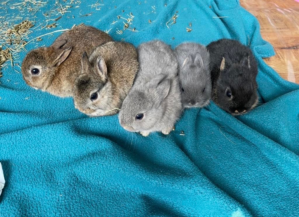 Kleurdwergen 1 voedster en 3 rammen, Dieren en Toebehoren, Konijnen, Meerdere dieren, Dwerg