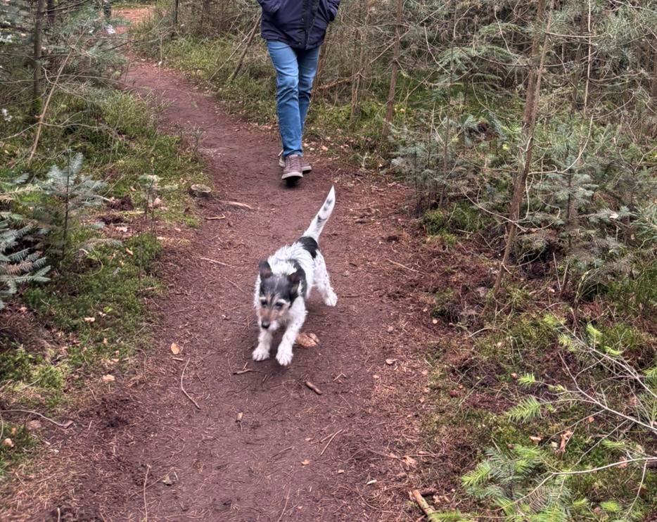 Lieve oppas gezocht voor ons hondje, Dieren en Toebehoren, Ophalen of Verzenden