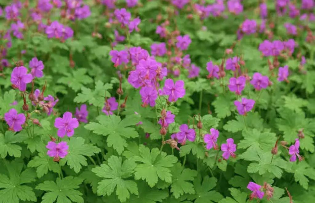 Geranium macrorrhizum vaste plant bodembedekker tuinplant, Tuin en Terras, Planten | Tuinplanten, Ophalen, Bodembedekkers, Halfschaduw