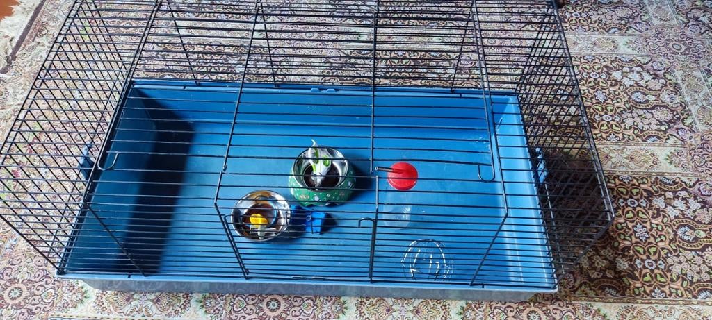 Cavia kooi, Dieren en Toebehoren, Kooi, 75 tot 110 cm, Cavia, Ophalen