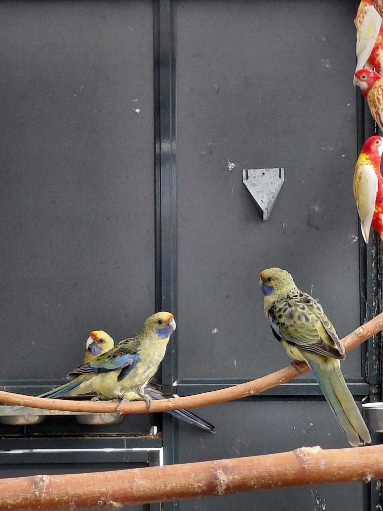 Strogele Rosella l Volwassen man l Jonge poppen, Dieren en Toebehoren, Meerdere dieren, Parkiet, Geringd