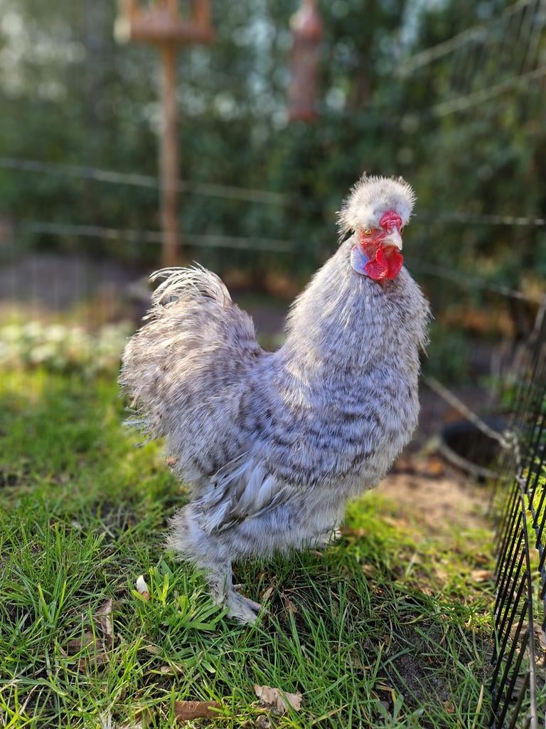 Zijderhoenderkriel haantje, Dieren en Toebehoren, Pluimvee, Mannelijk, Kip
