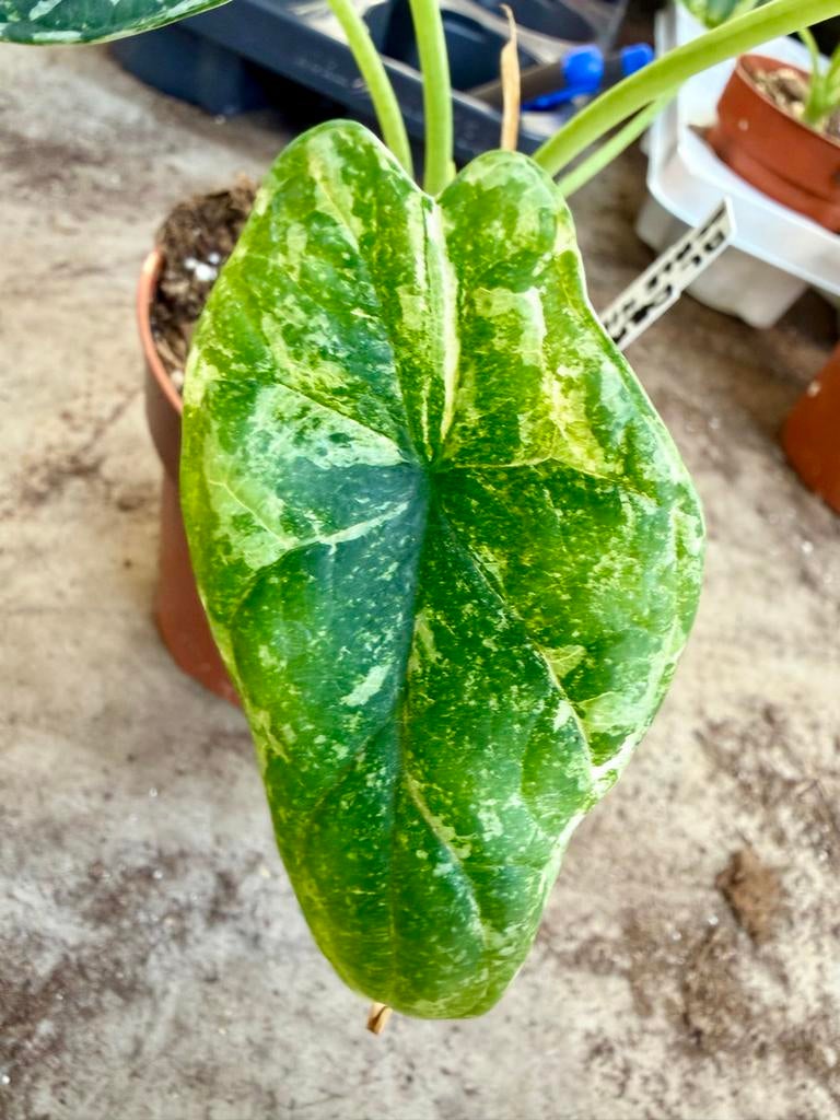 Alocasia Dragon Scale Albo Mint p12, Huis en Inrichting, Kamerplanten, Ophalen of Verzenden
