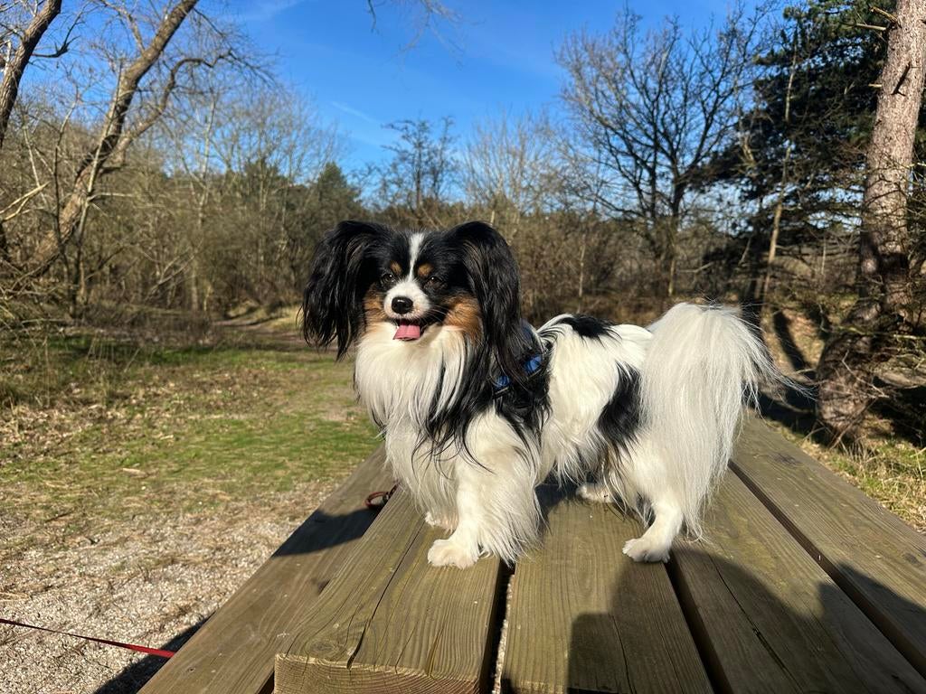 Vlinderhondje ter dekking aangeboden, Dieren en Toebehoren, Reu, 1 tot 2 jaar, Parvo, Eén hond