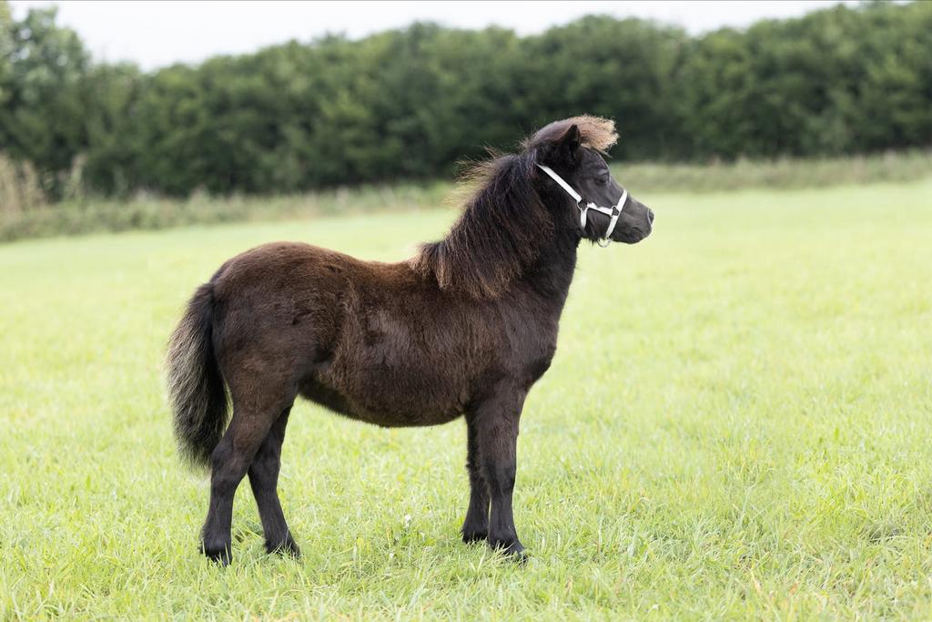 Van €750naar € 650! NSPS kampioen mini shetlandpony merrie, Dieren en Toebehoren, Pony's, Merrie, A pony (tot 1.17m), Met stamboom