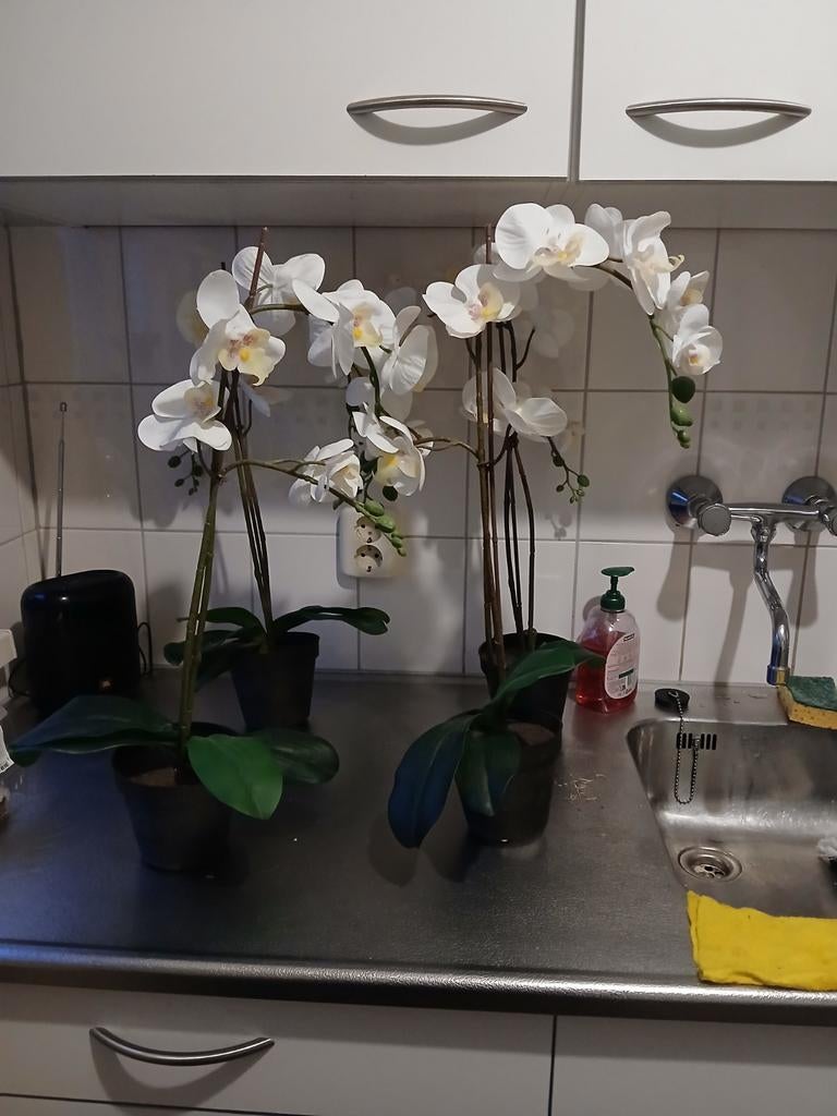 Orchideeën  in pot vier keer, Ophalen of Verzenden