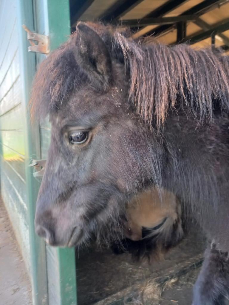 Brave 2 jarige NSPS hengst grotemaat, Dieren en Toebehoren, Pony's, Met stamboom, 0 tot 2 jaar, Hengst, A pony (tot 1.17m)