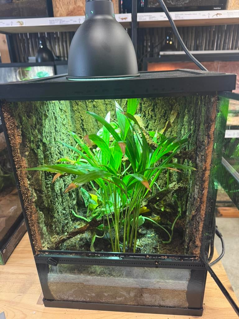 Lygodactylus conraui met terrarium, Dieren en Toebehoren, Ophalen, Nieuw