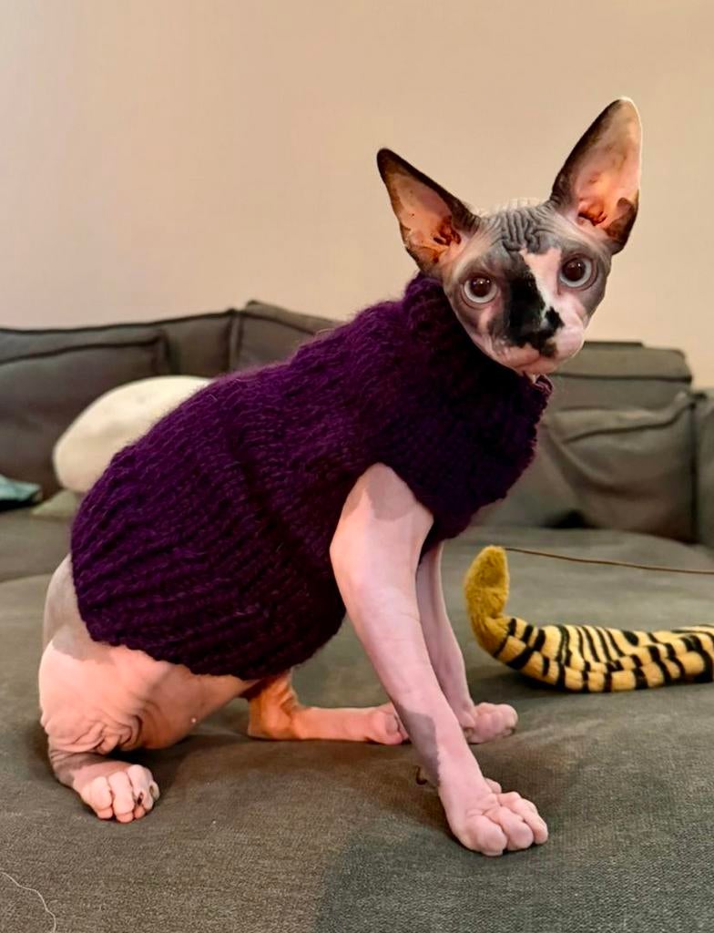 Handmade KATTENTRUI Sphynx Rex Kat Kitten Poes Korthaar kate, Ophalen of Verzenden, Nieuw