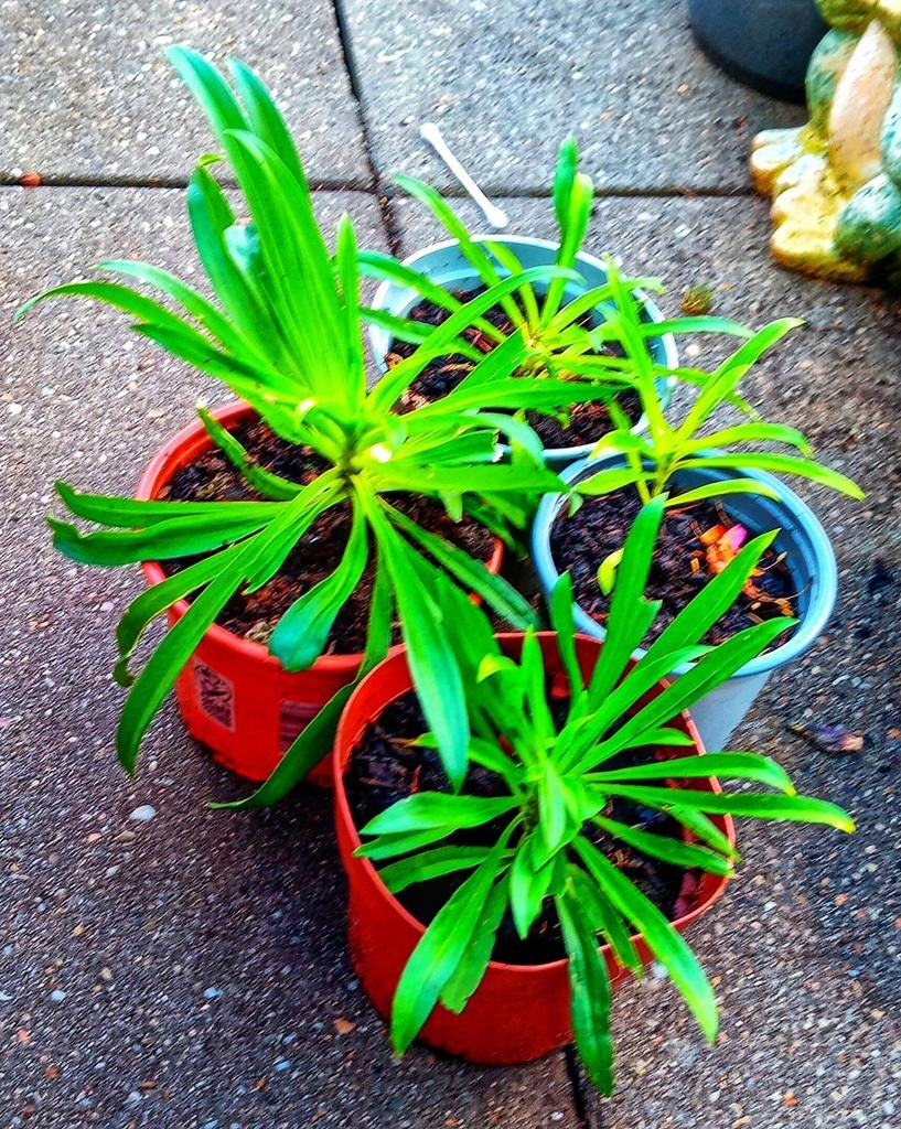 Duizendschoon plantjes - Diverse kleuren, Volle zon, Tweejarig, Lente, Ophalen