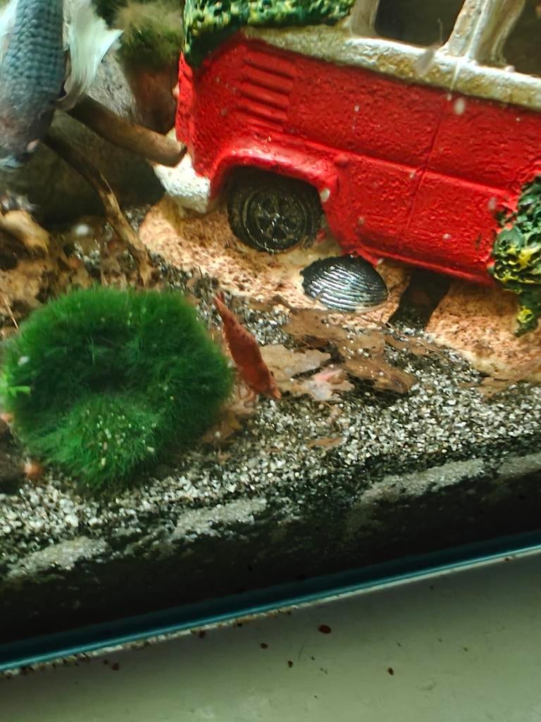 Neocaridina garnalen. Rood, Kreeft, Krab of Garnaal