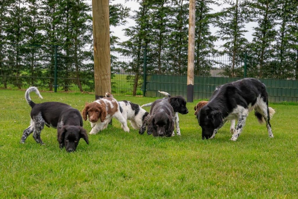 Friese Stabij  Cocker Spaniel puppy’s, Parvo, Nederland, 8 tot 15 weken, Meerdere