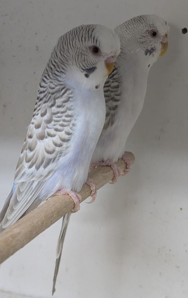 Koppel Bronze Fallow, Meerdere dieren, Parkiet