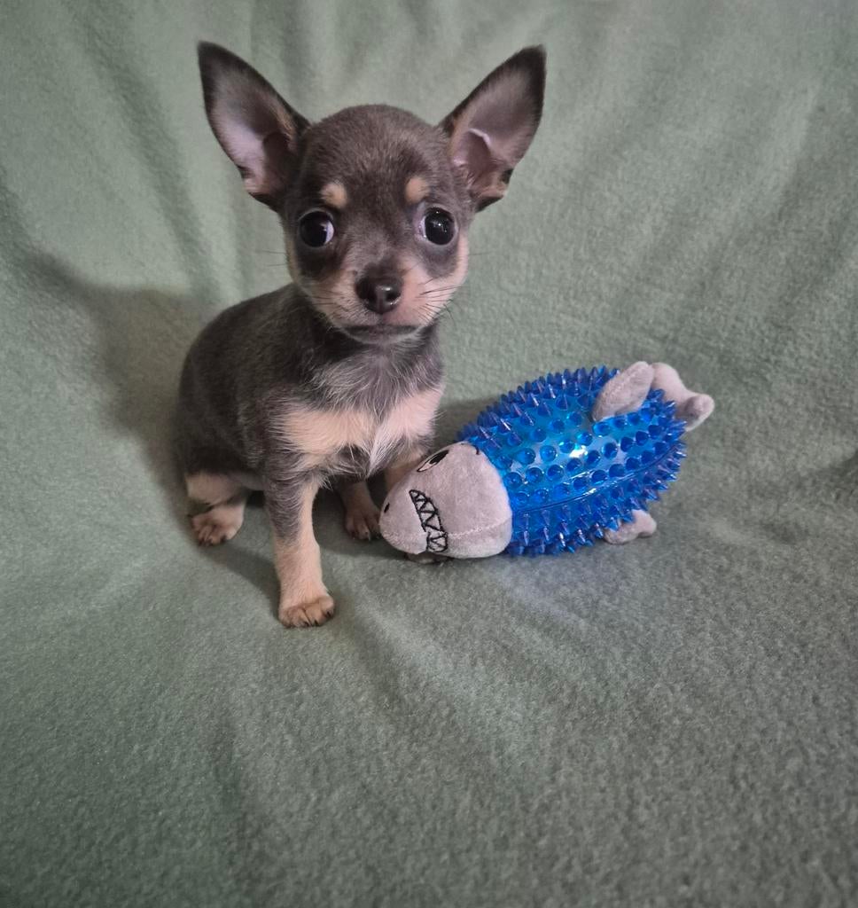 Prachtige en bijzonder mooie kleur chihuahua pup, Dieren en Toebehoren, Honden | Chihuahua's en Gezelschapshonden, Reu, 8 tot 15 weken