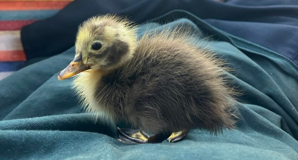 Loopeend kuikens/ pulletjes, Dieren en Toebehoren, Pluimvee, Eend, Geslacht onbekend