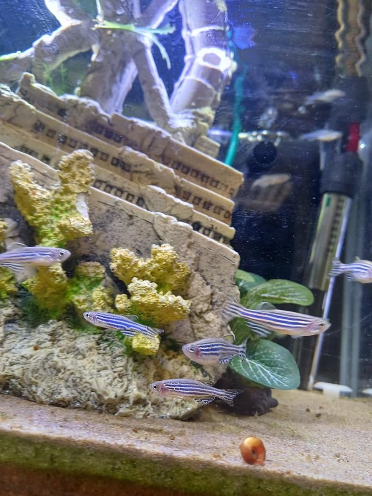Zebra danios, Dieren en Toebehoren, Vissen | Aquariumvissen, Vis