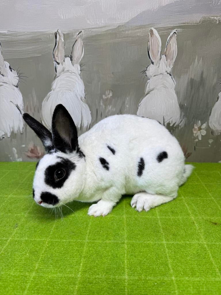 Jong voedster dwerg rex dalmatiner, Dieren en Toebehoren, Konijnen, Vrouwelijk, Dwerg, 0 tot 2 jaar