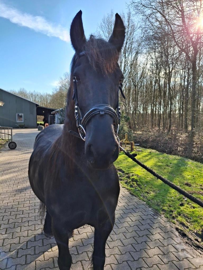 Mooie ster merrie, drachtig van Martinus 539, Dieren en Toebehoren, Merrie, Met stamboom, Niet van toepassing, 7 tot 10 jaar