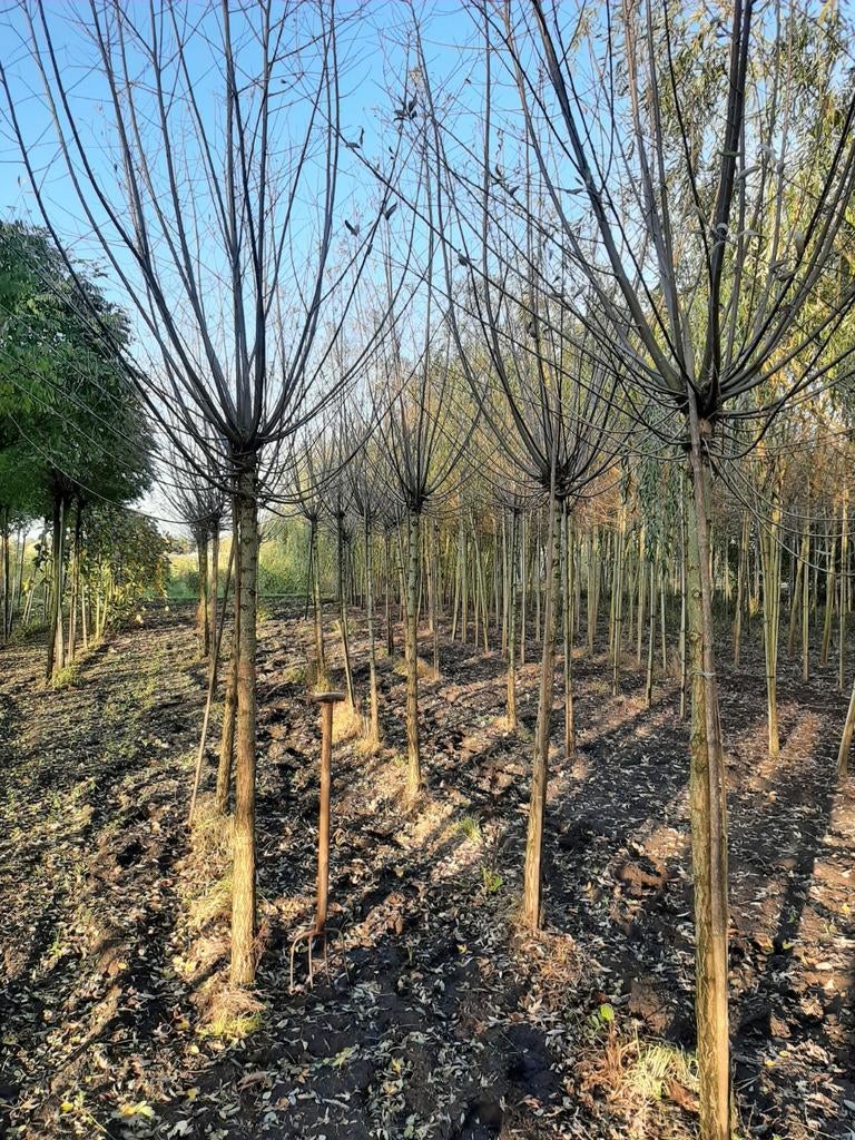 Knotwilg , Salix alba, Ophalen, Volle zon