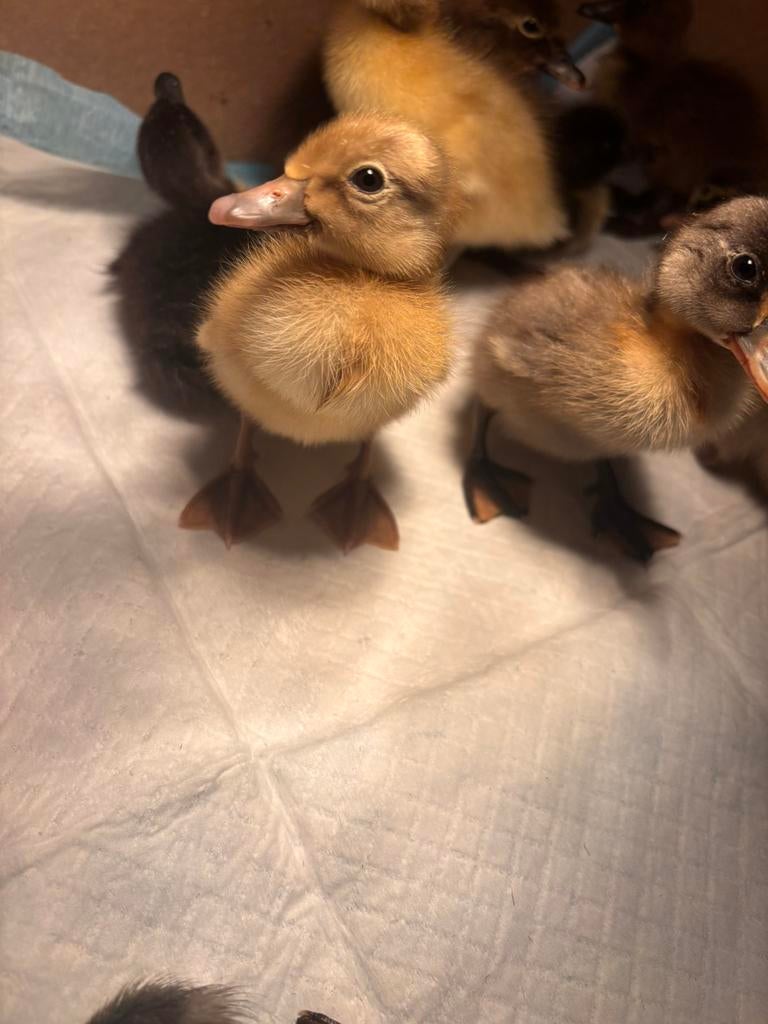 Indische loopeenden kuikens, Geslacht onbekend, Eend