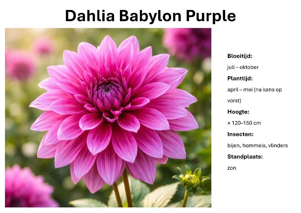 Dahlia Border Mix – Berry & Violet, Ophalen of Verzenden, Voorjaar, Volle zon, Knol