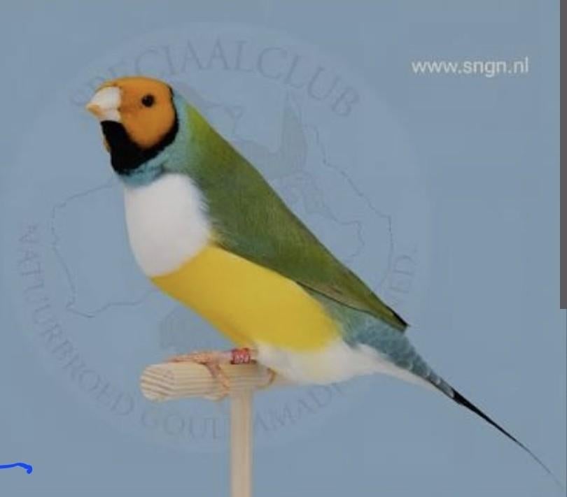 Gezocht oranjekop witborst gouldamadine !!!, Meerdere dieren, Kleurkanarie