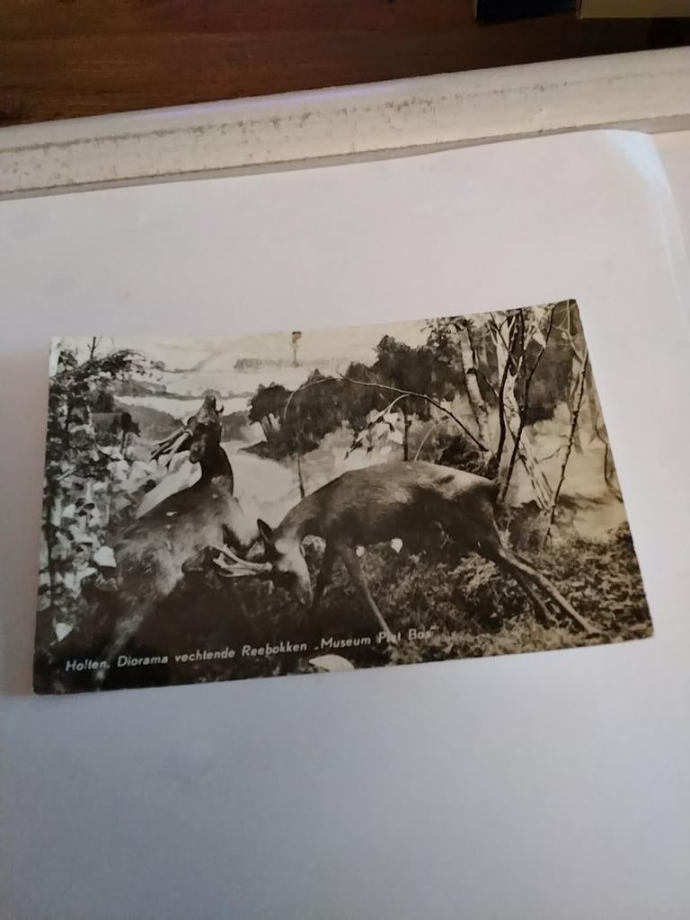 HOLTEN . DIORAMA VECHTENDE REEBOKKEN. MUSEUM, Verzamelen, Ophalen of Verzenden, 1960 tot 1980