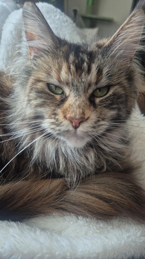 Main coon meisje bijna 2 jaar oud, Dieren en Toebehoren, Poes, 0 tot 2 jaar