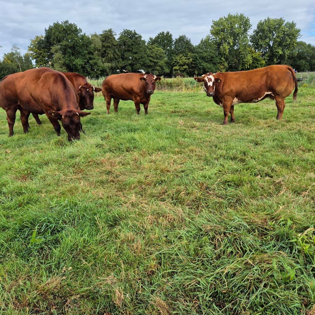 Gezocht luxe weide koeien dikbil, Dieren en Toebehoren, Vrouwelijk, 3 tot 6 jaar