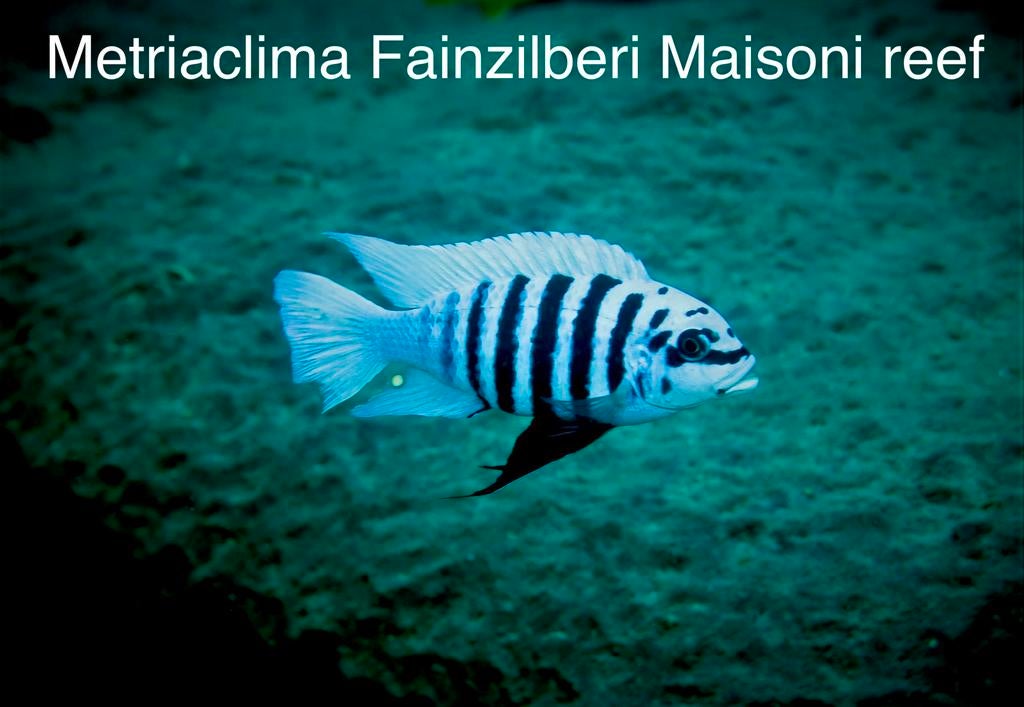 Metriaclima Fainzilberi maisoni reef ( eigen fotos ), Vis