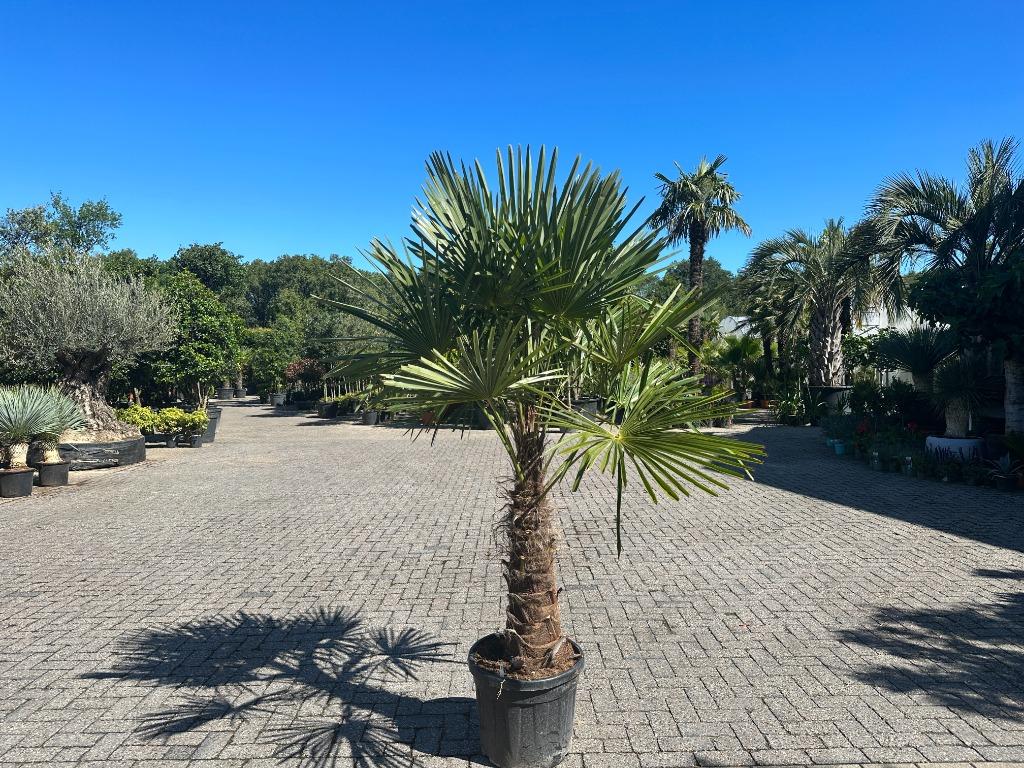 Trachycarpus fortunei palmbomen met 80 cm stamhoogte te koop, In pot, Halfschaduw, Ophalen of Verzenden, Lente