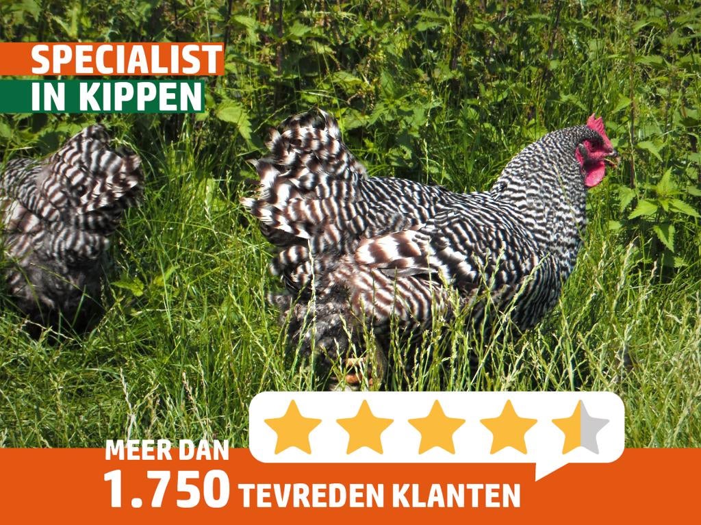 Amrock groot | Gezonde kippen | Passend advies, Dieren en Toebehoren, Pluimvee, Kip, Meerdere dieren