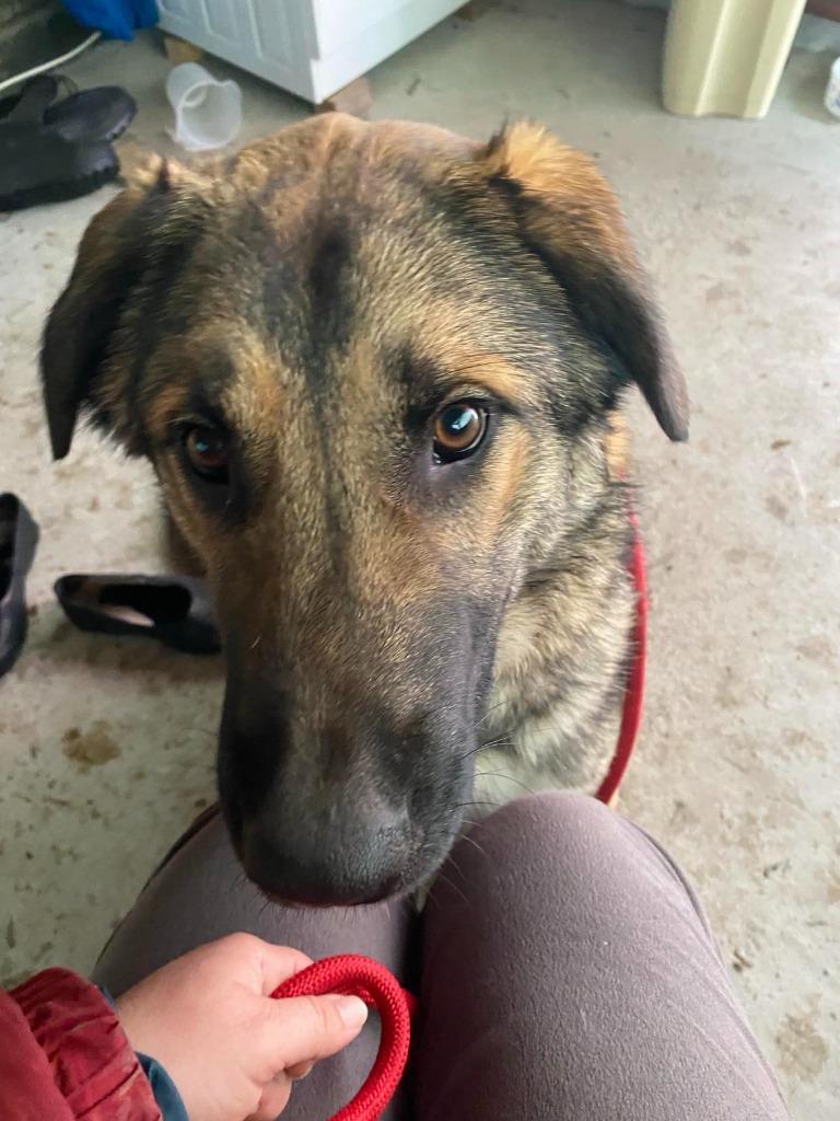 Romeo is een ontzettende goedzak, Particulier, Reu, 1 tot 2 jaar, Buitenland